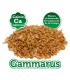 Gammarus - 105 ml